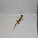 Four-clawed Gecko