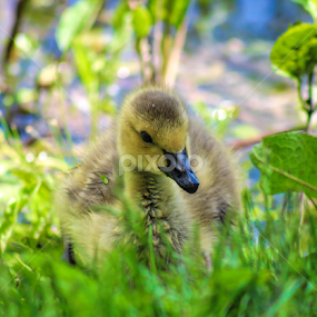 by Dipali S - Animals Birds