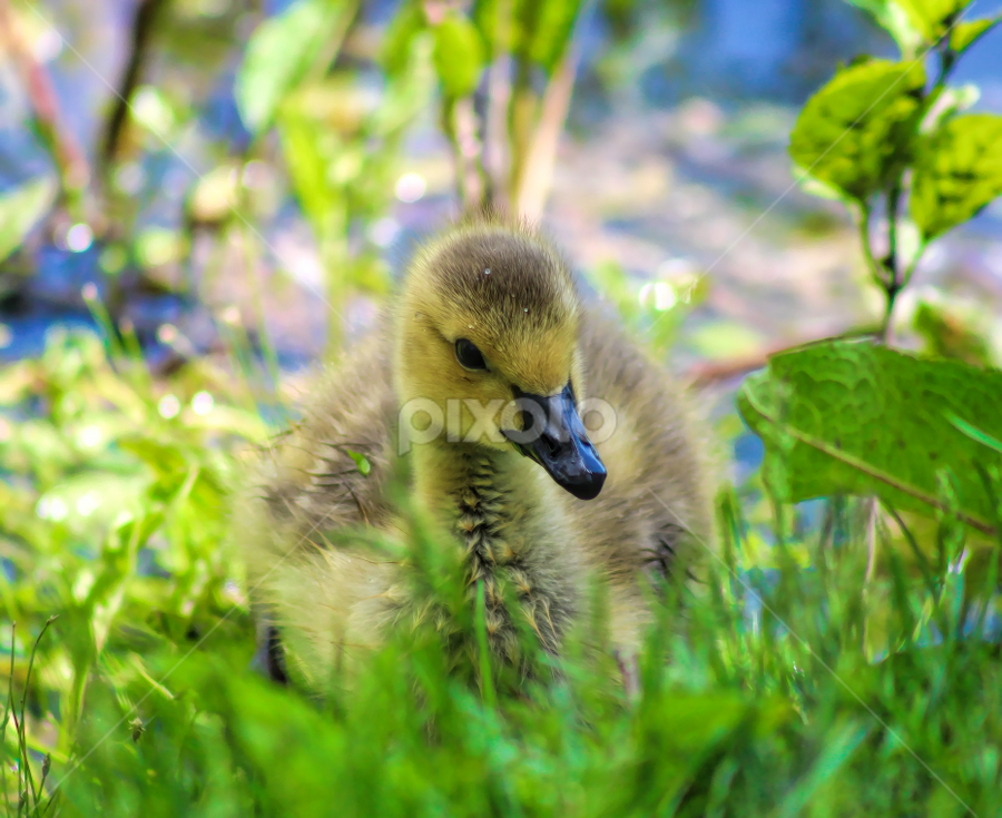 by Dipali S - Animals Birds