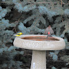 American Goldfinch & House Finch