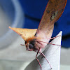 Pink-bellied Moth