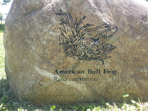 Bull Frog Rock