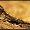 South Indian Rock Agama