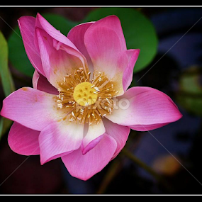 Almost perfect by Paul Agraviador - Flowers Single Flower