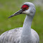 Sandhill crane