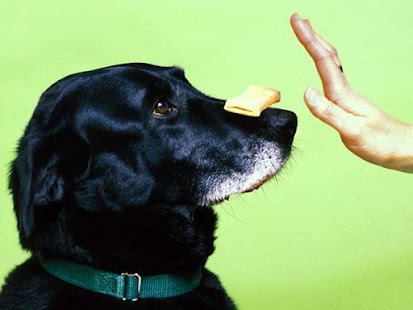 Free 100 DOG TRAINING TIPS ! APK for Android