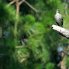 Northern mockingbird, sub-adult
