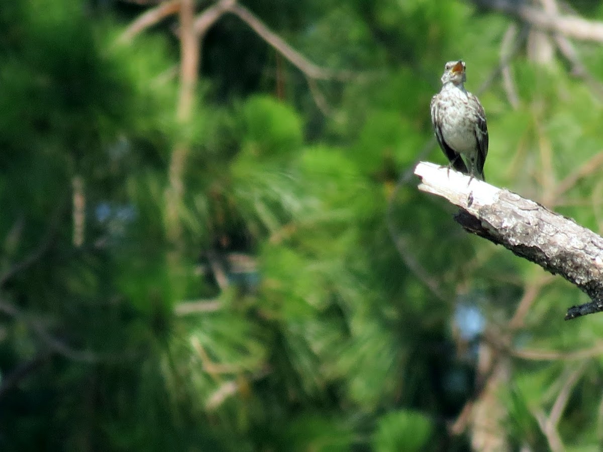Northern mockingbird, sub-adult
