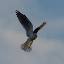 White-tailed Kite