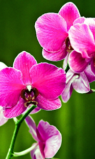 How to install Orchids HD Live Wallpaper patch 1.0 apk for laptop