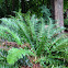 Western sword fern