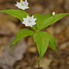 Starflower