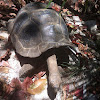 Giant tortoise of Seychelles