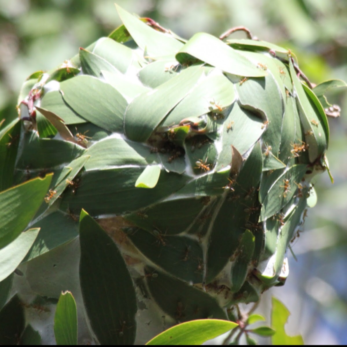Green Tree Ant