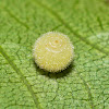 Unknown Gall