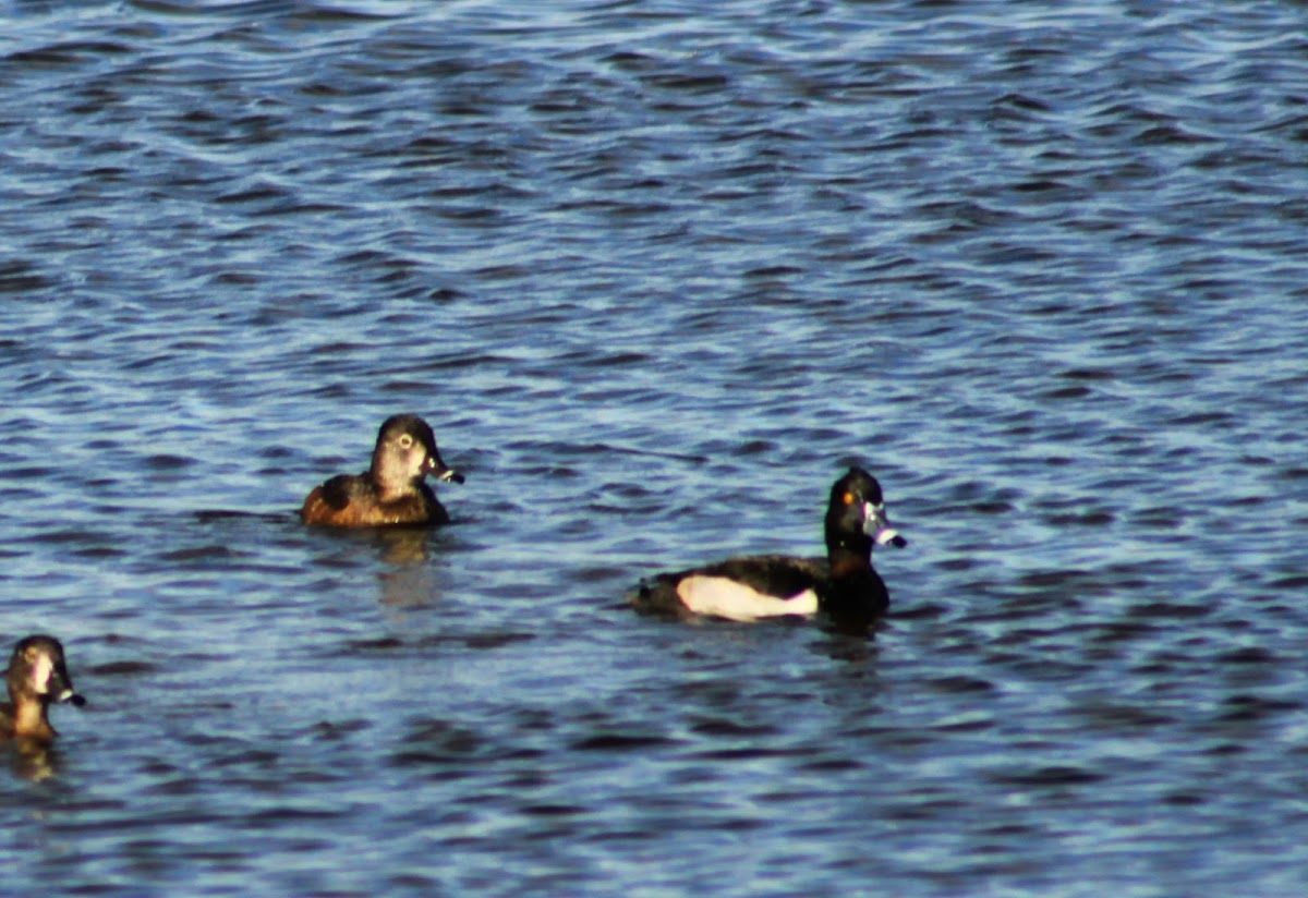 Ring-necked Duck (pair)