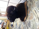 Buffalo Mounted Head