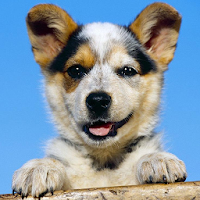 Australian Cattle Dog Puzzle APK icon