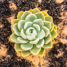 Desert Rose from The Ashes by Danie Grundling - Nature Up Close Other plants