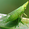 green planthopper