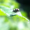 Common House Fly