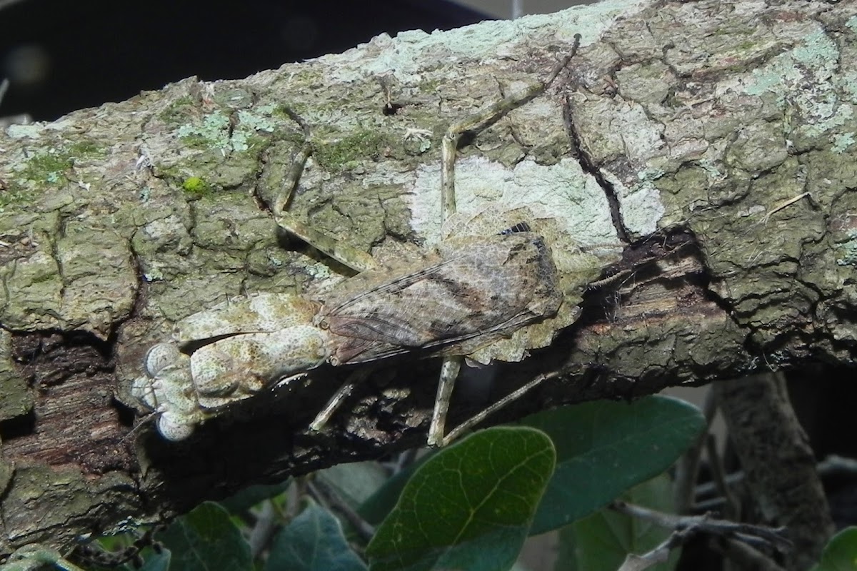 Grizzled Mantis or Lichen Mimic