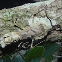 Grizzled Mantis or Lichen Mimic
