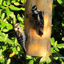 Hairy woodpecker