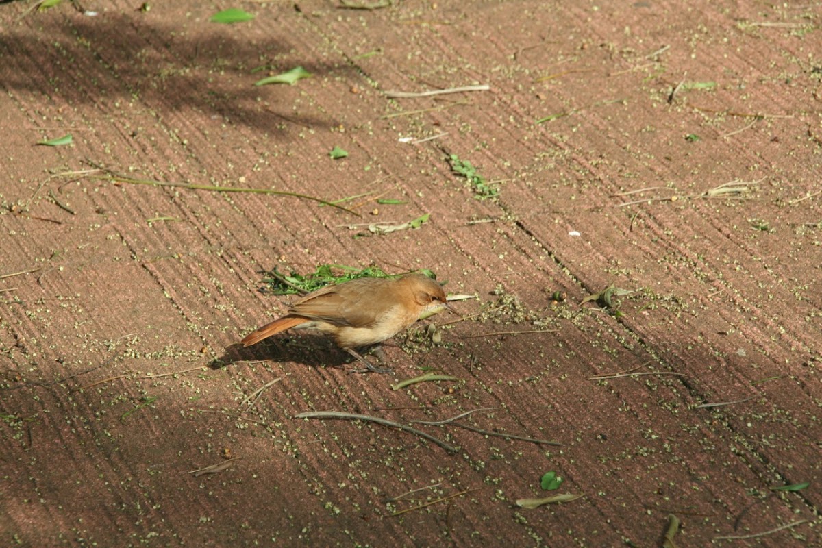 Small bird