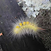 Definite-marked Tussock Moth Caterpillar