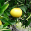 Citrus maxima, sin. C. grandis (Pomelo)