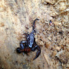 Wood scorpion