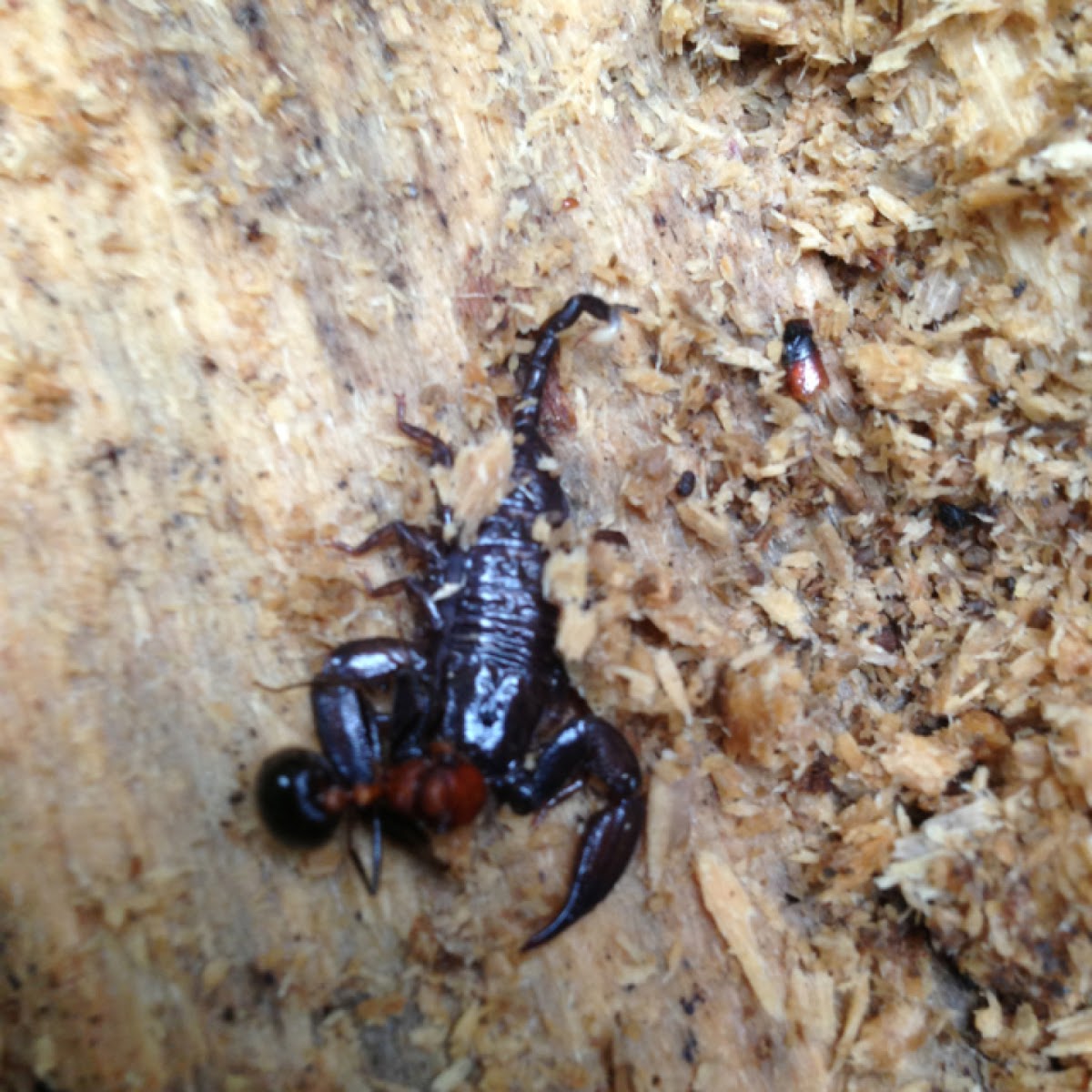 Wood scorpion