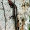 Southeastern Five-Lined Skink