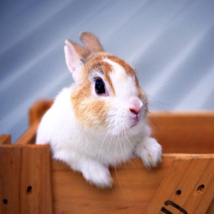 Rabbit HD LWP Full.apk 1.0