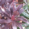 Purple Ti Leaf