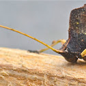 Undergrowth Dead-Leaf Katydid