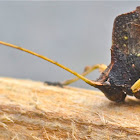 Undergrowth Dead-Leaf Katydid