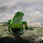 Green Iguana