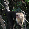 White faced capuchin
