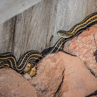 Plains Garter Snake