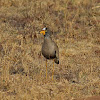 African wattled lapwing/plover