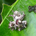 Jumping Spider (Salticidae) cocooned in fungi