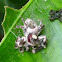 Jumping Spider (Salticidae) cocooned in fungi