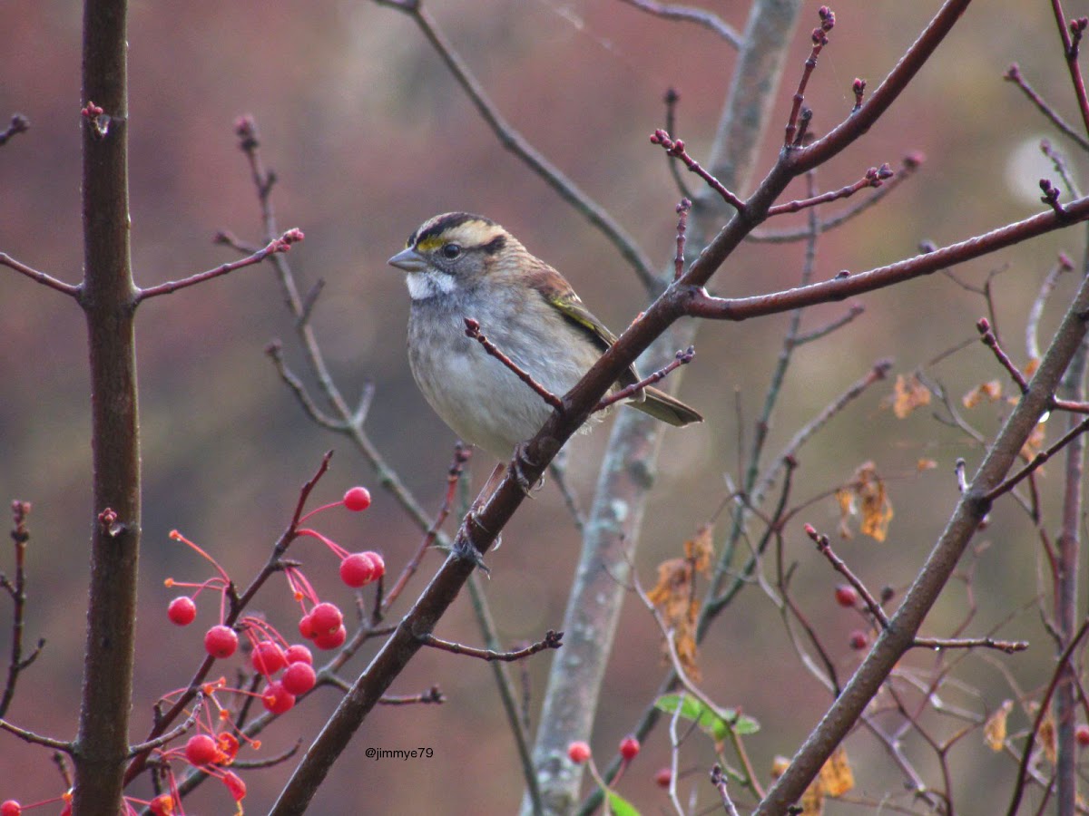 White throated Sparrow - tan striped form