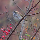 White throated Sparrow - tan striped form