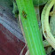 Striped Cucumber Beetle
