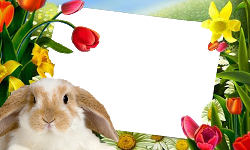 免費下載攝影APP|Easter Bunny Pictures Frame app開箱文|APP開箱王
