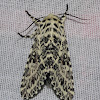Prominent Moth