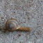 Brown Garden Snails